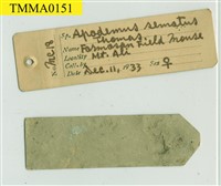 Formosan Field Mouse Collection Image, Figure 9, Total 18 Figures